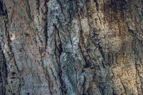 Bark texture background pattern crack old brown for design Foto stock