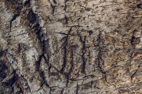 Bark texture background pattern crack old brown for design Stock Photos