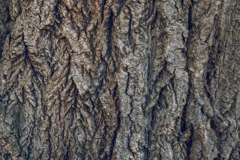 Bark texture background pattern crack old brown for design Stock Photos