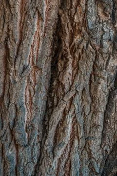 Bark texture background pattern crack old brown for design Stock Photos