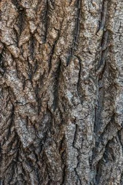Bark texture background pattern crack old brown for design Foto stock
