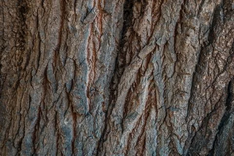 Bark texture background pattern crack old brown for design Stock Photos