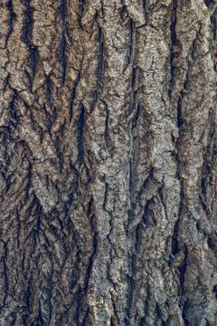 Bark texture background pattern crack old brown for design Stock Photos