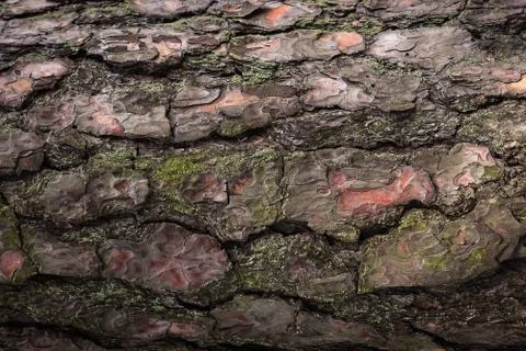 Bark texture background pattern. Moss crack old brown for design 스톡 사진