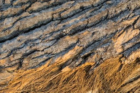 Bark texture background Foto stock