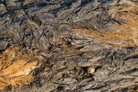 Bark texture background Stock Photos