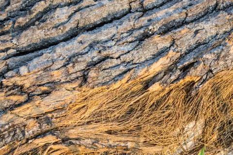 Bark texture background Stock Photos