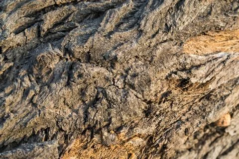 Bark texture background Stock Photos