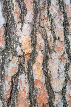 Bark texture background scots pine Stock Photos