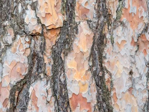 Bark texture background scots pine Stock Photos