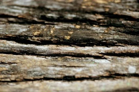 Bark texture background , wallpaper , pattern close up Foto stock