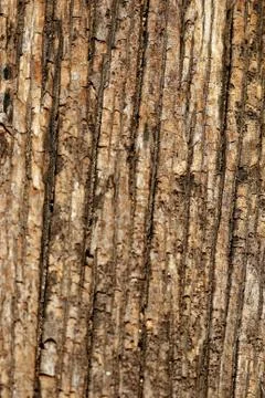 Bark texture background , wallpaper , pattern close up Stock-Fotos