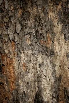 Bark texture background , wallpaper , pattern close up Stock Photos