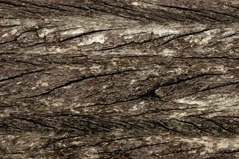 Bark texture background , wallpaper , pattern close up Stock Photos