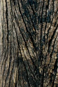 Bark texture background , wallpaper , pattern close up Stock-Fotos