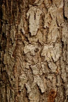 Bark texture background , wallpaper , pattern close up Stock Photos