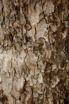 Bark texture background , wallpaper , pattern close up Stock Photos