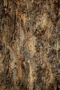 Bark texture background , wallpaper , pattern close up Stock Photos