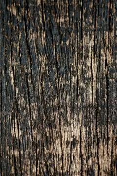 Bark texture background , wallpaper , pattern close up Stock Photos