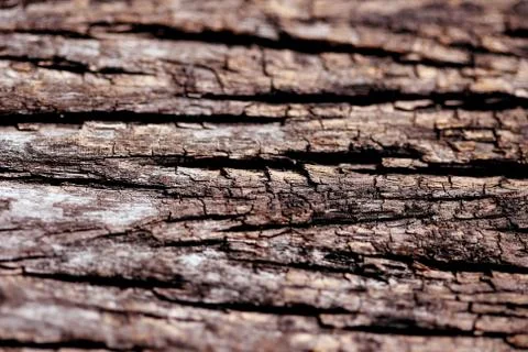 Bark texture background , wallpaper , pattern close up Stock Photos