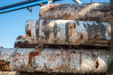 Bark texture on a birch log. Stock-Fotos