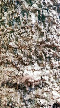 Bark texture with bright light Stock Photos