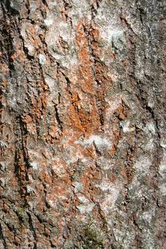 Bark texture with brown spots 스톡 사진
