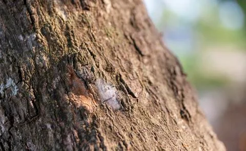 Bark texture of the brown of tree. Stock Photos