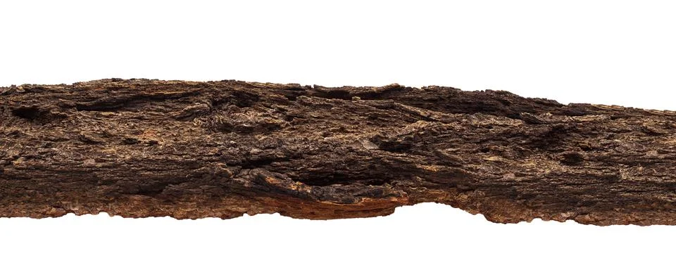Bark texture of brown tree on white isolated background Foto stock