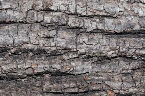 Bark texture close up. Abstract background Stock Photos
