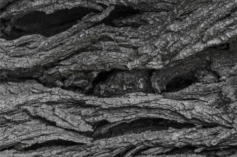 Bark texture close-up in black and white Foto stock