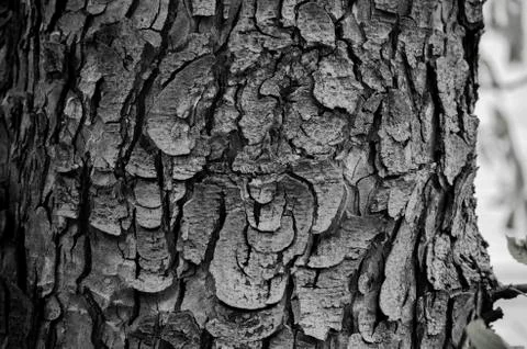 Bark texture close-up Foto stock