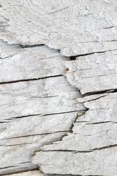 Bark texture closeup Stock Photos