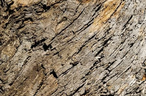 Bark Texture featuring High resolution Background Natural Abstract Pattern .. Stock Photos