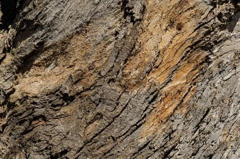 Bark Texture featuring High resolution Background Natural Abstract Pattern .. Foto stock