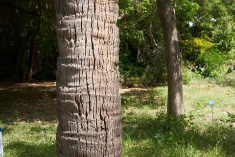 Bark texture gray hairy close up of evergreen tree Araucaria araucana, monkey Stock Photos