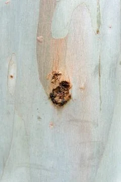 Bark texture with knot Foto stock