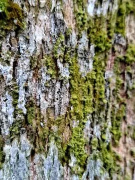 Bark texture with a little moss Stock Photos
