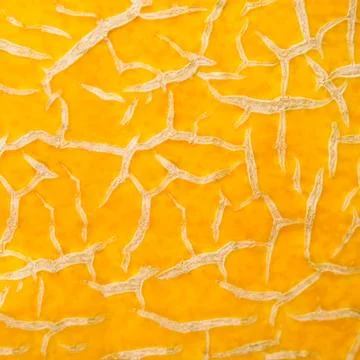 Bark texture of melon Stock Photos