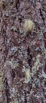 Bark texture with moss growing on tree Stock Photos