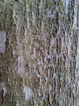 Bark Texture with Mossy Tones Stock Photos