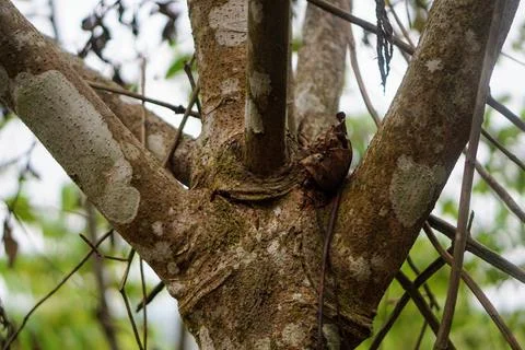 Of the bark texture of a multi-branched tree in a tropical forest Stock Photos