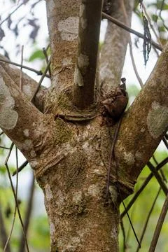 Of the bark texture of a multi-branched tree in a tropical forest Stock Photos