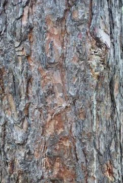 Bark texture. Natural background. Stock Photos
