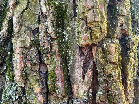 The bark texture of an old moss tree Stock Photos