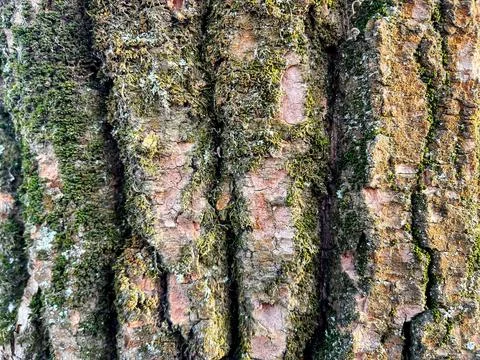 The bark texture of an old moss tree Stock Photos
