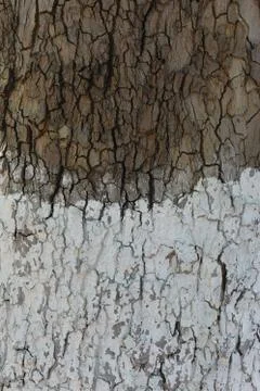The bark texture of the old oak is close-up. Nature background. Stock Photos