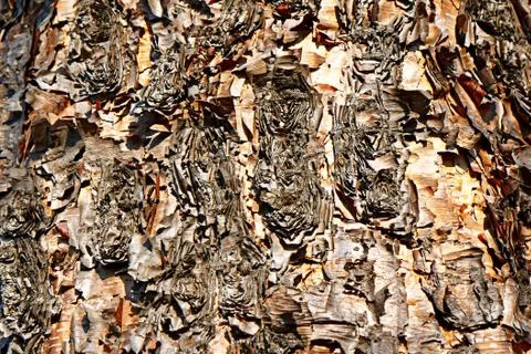 The bark texture of an old tree is close-up Stock Photos
