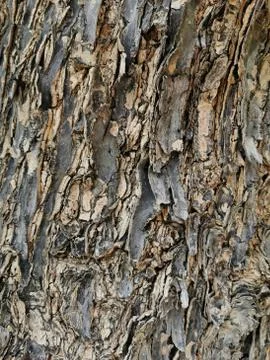 Bark texture of the old tree Stock Photos