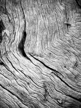 Bark texture of olive tree in black and white Foto stock